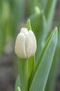Close-up of a pure white tulip flower blooming in the garden on a blurred background Royalty Free Stock Photo