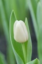 Close-up of a pure white tulip flower blooming in the garden on a blurred background Royalty Free Stock Photo