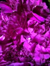 Close-up of purpl carnationon flowers background. Purpl carnationon