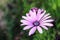 Close-up of purple African daisy flower on the green background Royalty Free Stock Photo