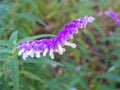 Close up of purple alien flower with white bulbs on both sides of it.