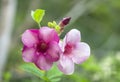 Close up of purple allamanda flowers in garden Royalty Free Stock Photo