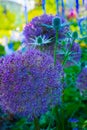 Allium Pom Pom closeup in Garden vertical layout