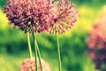 Close up of Purple Allium flower Royalty Free Stock Photo