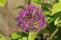 Close-up of purple allium flower Royalty Free Stock Photo