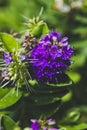 Close up of a purple allium flower Royalty Free Stock Photo