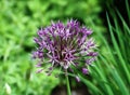 Purple Allium flower macro Royalty Free Stock Photo