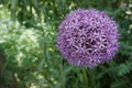 Close up of Purple Allium flower head with green blurry background Royalty Free Stock Photo