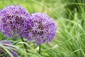 Close up of Purple Allium flower heads with blurry background Royalty Free Stock Photo