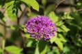 Close-up of purple allium flower with insect Royalty Free Stock Photo