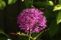 Close-up of purple allium flower in sunlight Royalty Free Stock Photo