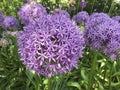 Giant purple allium flower in the garden Royalty Free Stock Photo