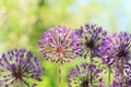 Purple allium flowers growing in the garden