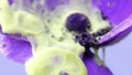 Close up of purple anemone flower bud with light yellow inks spreading underwater. Stock footage. Ink clouds spreading Royalty Free Stock Photo