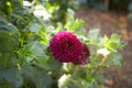 Close up of purple asteraceae dahlia \