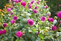 Close up of purple asteraceae dahlia \