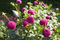 Close up of purple asteraceae dahlia \