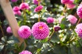 Close up of purple asteraceae dahlia \