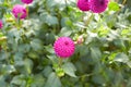 Close up of purple asteraceae dahlia \