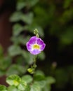 Purple Asystasia Gangetica Flower