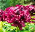 Close up of purple Azalea blooms. Royalty Free Stock Photo