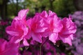 Close up of purple azalea flower blossom isolated with bokeh background Royalty Free Stock Photo