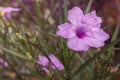 Close-up on Purple Balloon flower in garden.