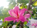 Purple bauhinia Royalty Free Stock Photo