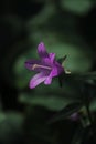 close up of a purple bell flower