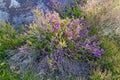 Close up of purple Bell Heather plant growing in shade Royalty Free Stock Photo