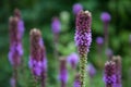 Close Up of Purple Blazing Star also known as Gayfeather, Liatris spicata, Blooming in Selective Focus with More of the Perennial