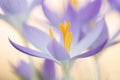 Close-up of a purple blooming crocus flower