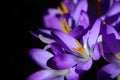 Close-up of purple blooming crocus, with opened petals and dainty seed threads in spring in the early bloom as a harbinger of hope