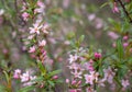 Close up purple blooming flower on branch concept photo. Photography with blurred background Royalty Free Stock Photo