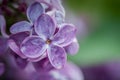Close up of purple blooming lilac flowers in Spring day.