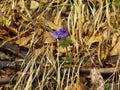 Close up of purple blooming spring wild flower common lungwort Royalty Free Stock Photo
