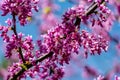 Close-up of purple blossom of Eastern Redbud, or Eastern Redbud Cercis canadensis in spring sunny garden