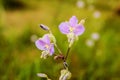 Close up purple blossom flower grass field in foggy pine forest background landscape