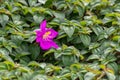 Close up purple blossom flower name Spanish Shawl or Trailing Glory Flower.Heterocentron elegans,pinklady