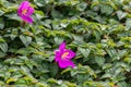 Close up purple blossom flower name Spanish Shawl or Trailing Glory Flower.Heterocentron elegans,pinklady