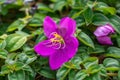 Close up purple blossom flower name Spanish Shawl or Trailing Glory Flower.Heterocentron elegans,pinklady