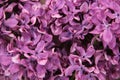 Close-up purple blossoming lilacs. Only the inflorescences. Royalty Free Stock Photo