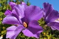 Close up of purple blossoms of Australian native hibiscus Alyogyne huegelii Royalty Free Stock Photo