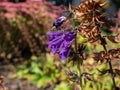 Close-up of purple-blue, pipe-like or bell-shaped blossoms of Dragon mouth Horminum pyrenaicum in bright sunlight