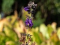 Close-up of purple-blue, pipe-like or bell-shaped blossoms of Dragon mouth Horminum pyrenaicum in bright sunlight