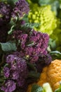 Close up on purple broccoli Royalty Free Stock Photo