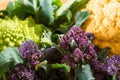 Close up on purple broccoli Royalty Free Stock Photo