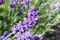 Close-up of purple buds of lavender Lavandula angustifolia on green-purple blurred background.