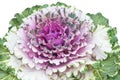 Close up purple cabbage or brassica oleracea isolated on white background with clipping path , natural ornamental vegetable