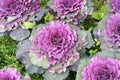 Purple cabbage field brassica oleracea,vegetable leaves